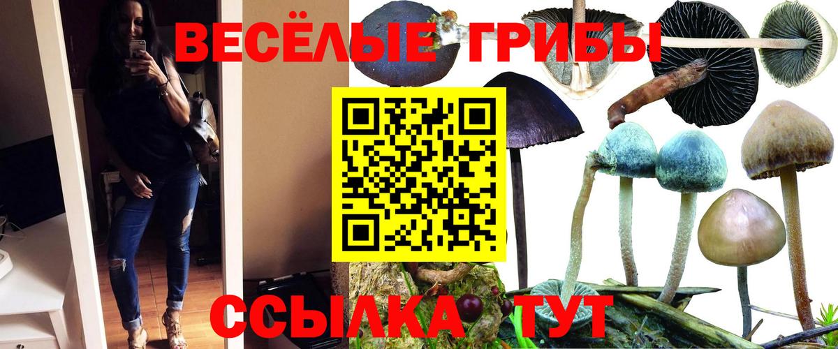 Псилоцибиновые грибы мухоморы  Вход с VPN  Гатчина 